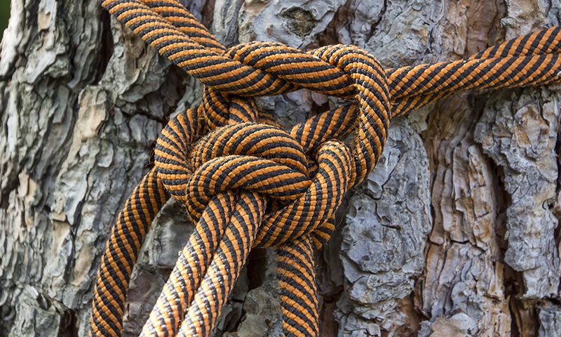 Attrezzatura tree climbing: la corda