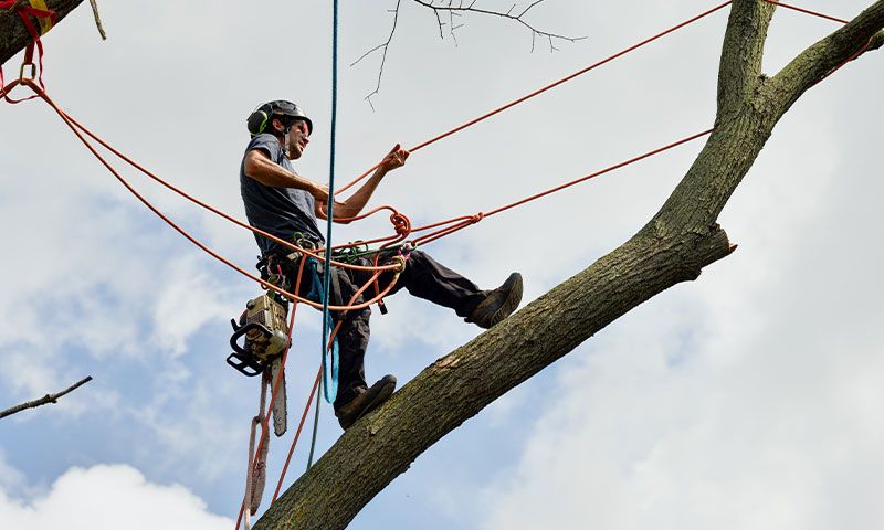 Corde per il tree climbing