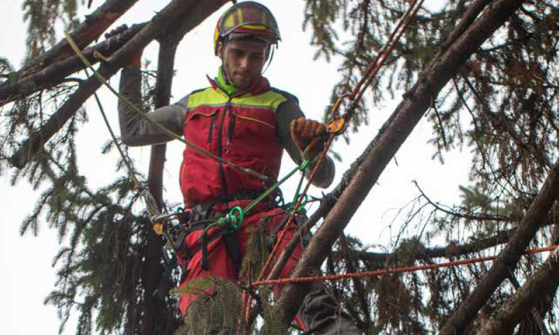 Plam sarà presente ai Campionati Italiani di Tree Climbing, dal 16 al 18 giugno