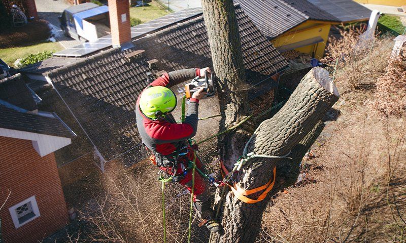 Importanza della qualità della corda per il tree climbing