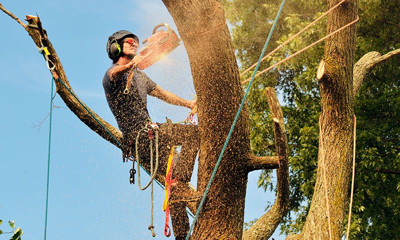 Le tecniche del tree climbing